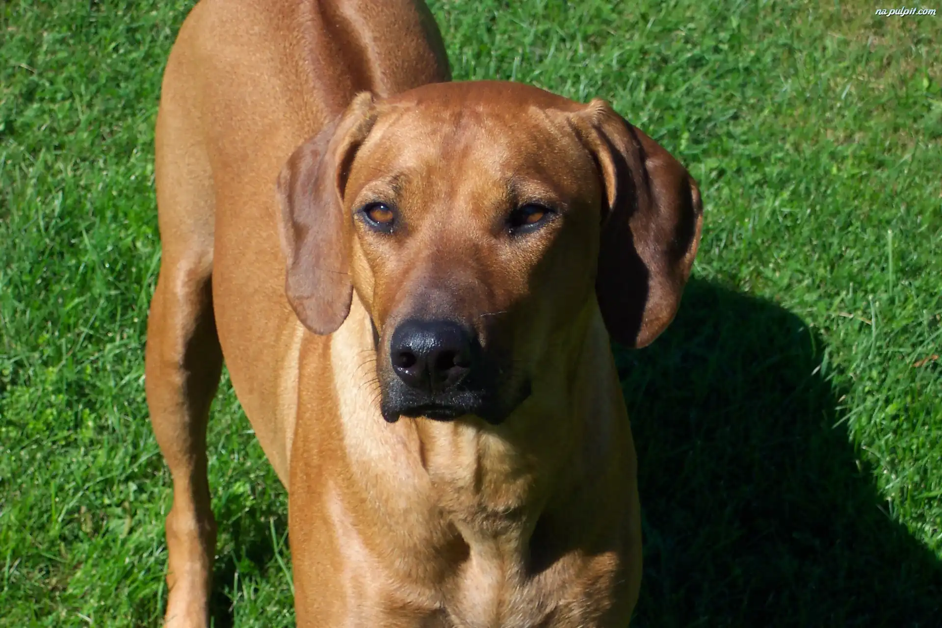 rhodesian ridgeback rhodesian ridgeback rhodesian ridgeback rhodesian ridgeback